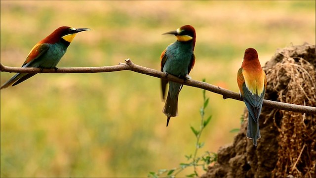 European Bee-eater - ML200862851