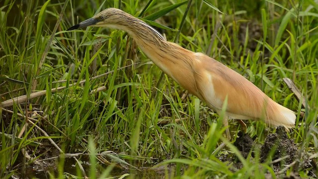 Squacco Heron - ML200862861