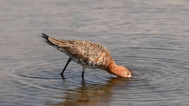 Black-tailed Godwit - ML200862871