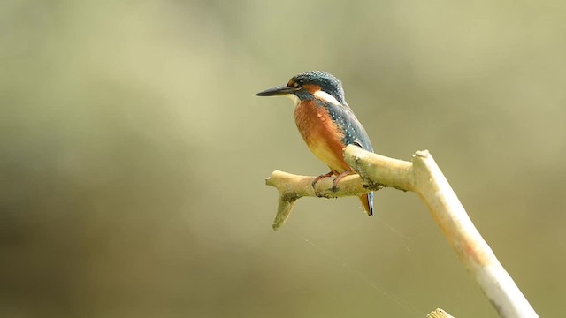 Common Kingfisher - ML200862891