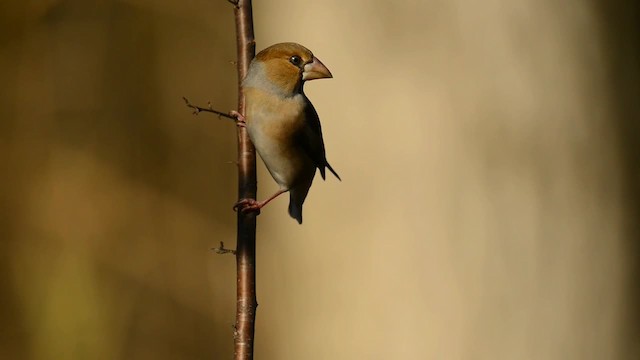 Hawfinch - ML200862901