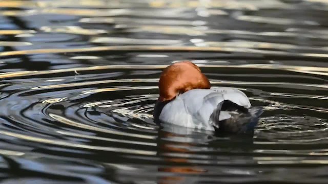 Common Pochard - ML200862911