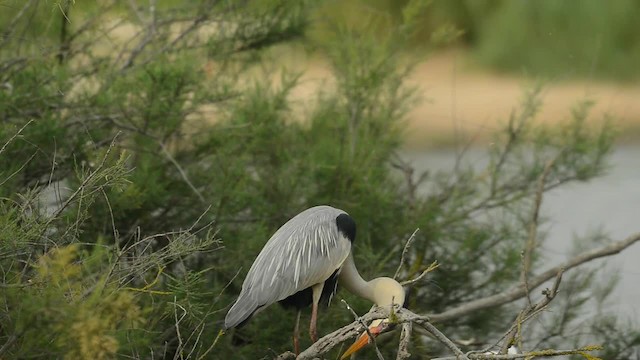 Gray Heron - ML200862941