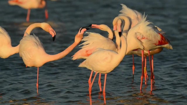 Greater Flamingo - ML200862971