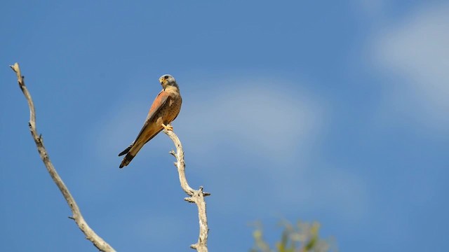 Lesser Kestrel - ML200862981