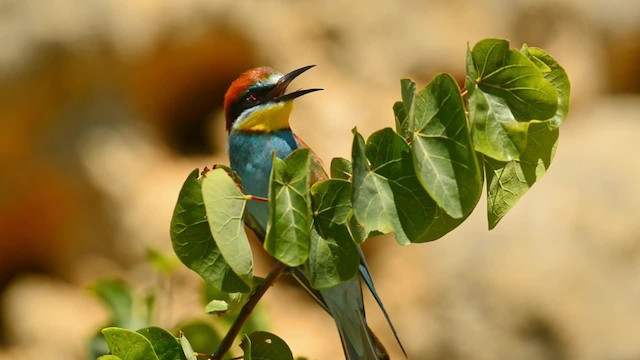 European Bee-eater - ML200862991