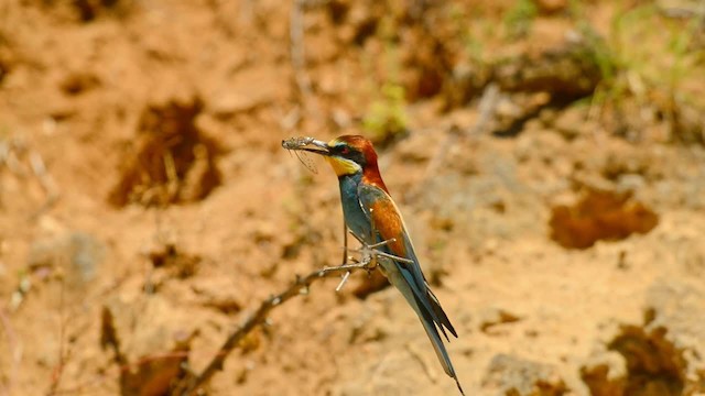 European Bee-eater - ML200863001