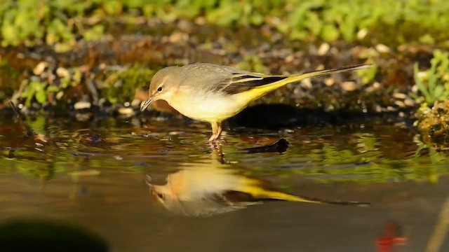 Gray Wagtail - ML200863041