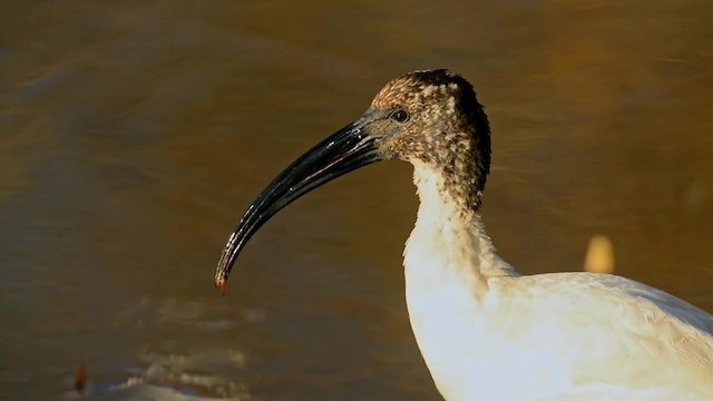 African Sacred Ibis - ML200863051