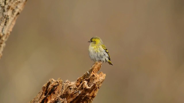 Eurasian Siskin - ML200863071