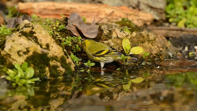 Eurasian Siskin - ML200863081