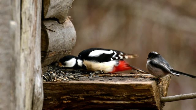 Great Spotted Woodpecker - ML200863111