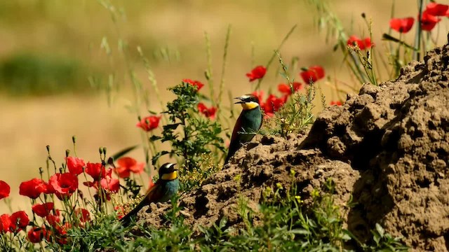 European Bee-eater - ML200863121