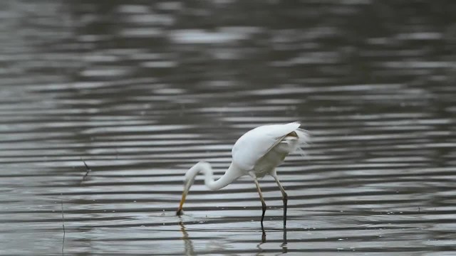 Great Egret - ML200863131