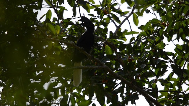 Sulu Hornbill - ML200863141