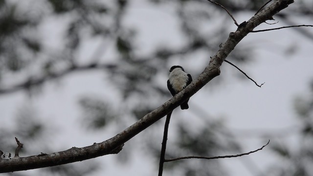 Philippine Falconet - ML200863151