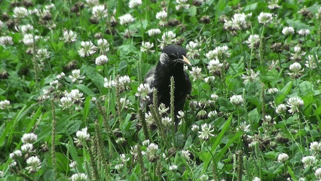 White-cheeked Starling - ML200863551