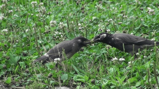 White-cheeked Starling - ML200863561