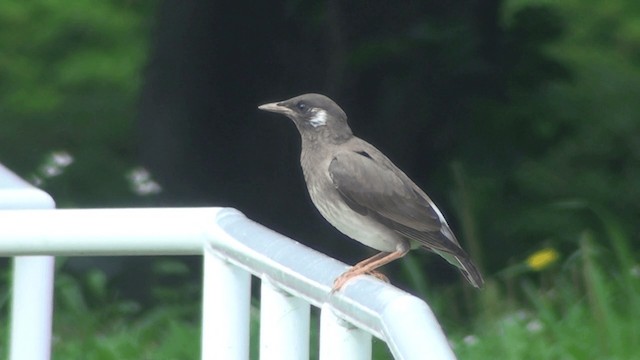 White-cheeked Starling - ML200863571