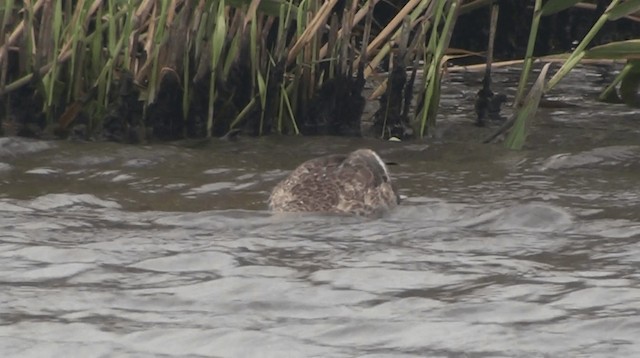 Eastern Spot-billed Duck - ML200863581