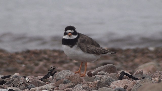 Common Ringed Plover - ML200863811
