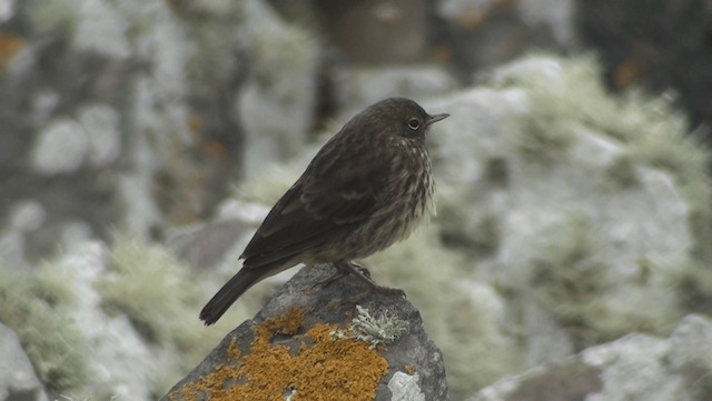 Pipit maritime (petrosus/kleinschmidti) - ML200863861