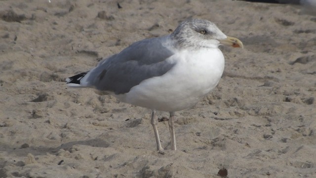 Herring Gull (European) - ML200864201