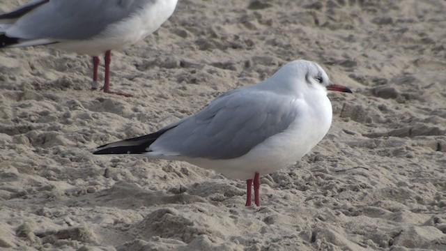 Black-headed Gull - ML200864211