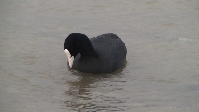 Eurasian Coot - ML200864321