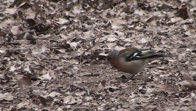 Common Chaffinch - ML200864381