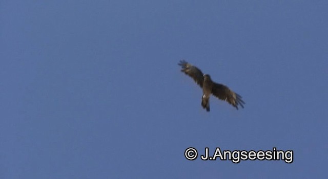 Chimango Caracara - ML200864401