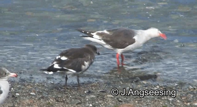 Dolphin Gull - ML200864431