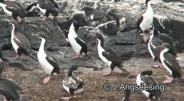 Cormoran impérial - ML200864461