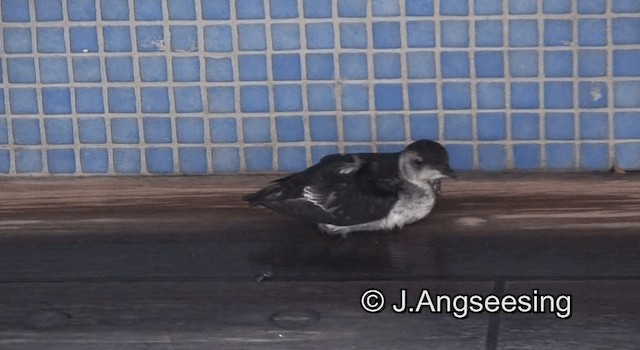 Common Diving-Petrel - ML200864481