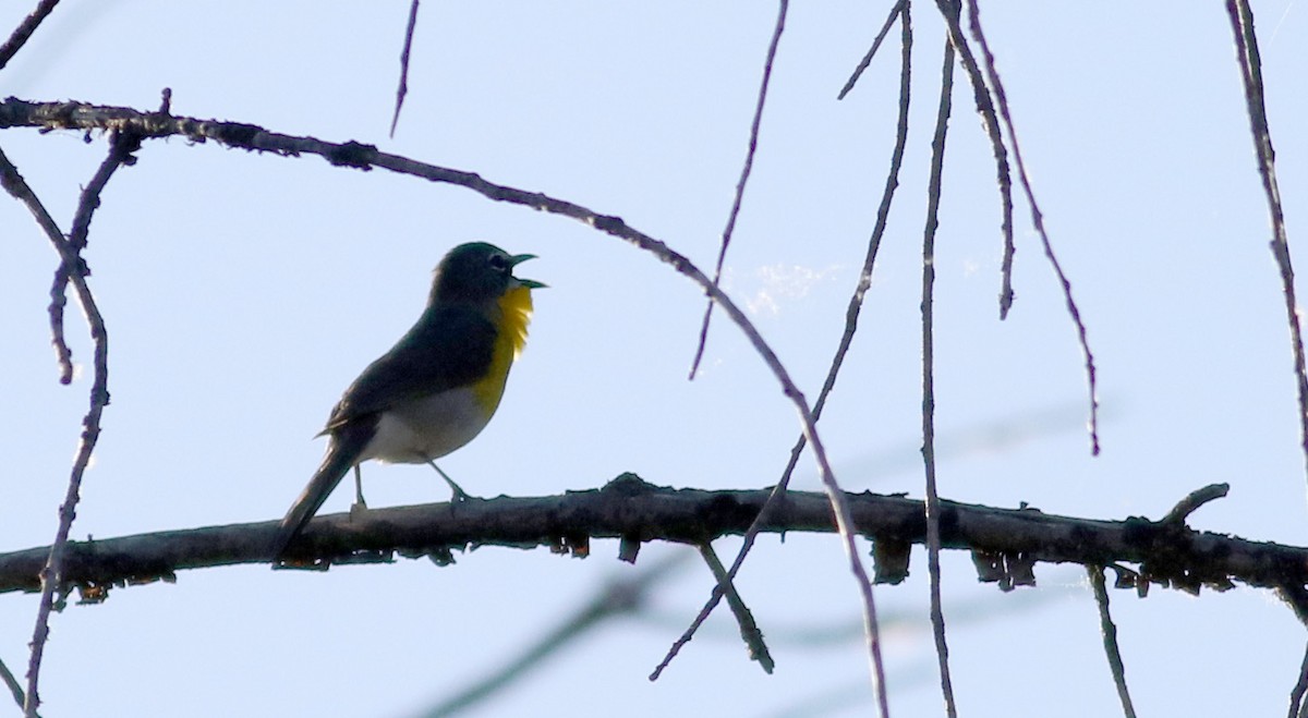 Yellow-breasted Chat - ML20086451