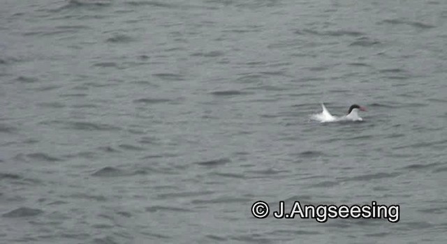 South American Tern - ML200864511