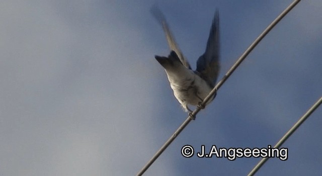 Chilean Swallow - ML200864531