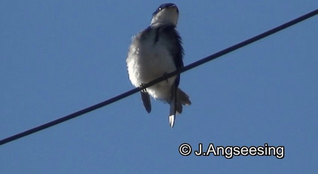 Golondrina Chilena - ML200864571