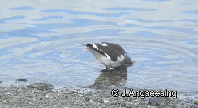 Dolphin Gull - ML200864591