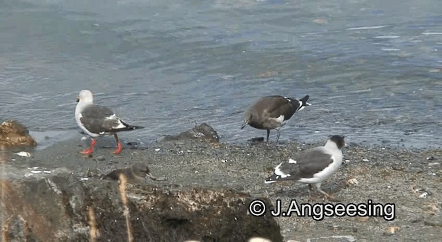 Dolphin Gull - ML200864781