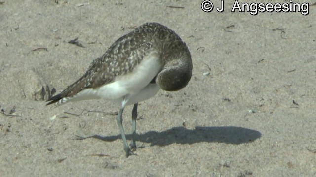 Black-bellied Plover - ML200864881