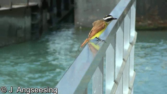 Great Kiskadee - ML200864951