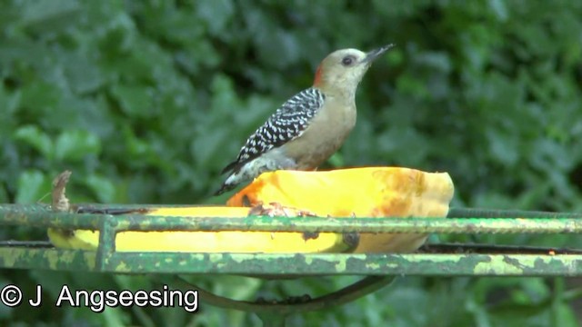 Red-crowned Woodpecker - ML200864961