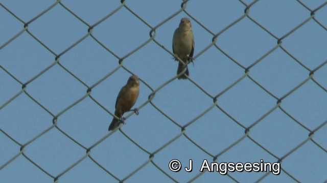 Ruddy-breasted Seedeater - ML200865011