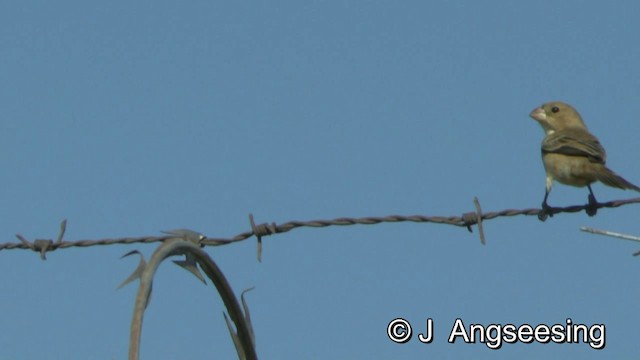 Ruddy-breasted Seedeater - ML200865021