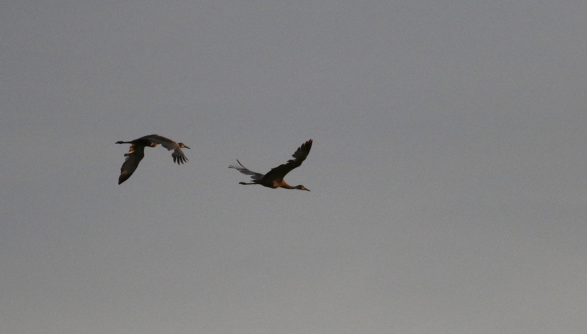 Sandhill Crane - ML20086511