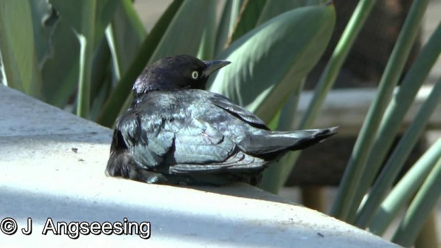 Brewer's Blackbird - ML200865111