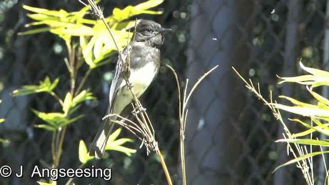 Black Phoebe (Northern) - ML200865121