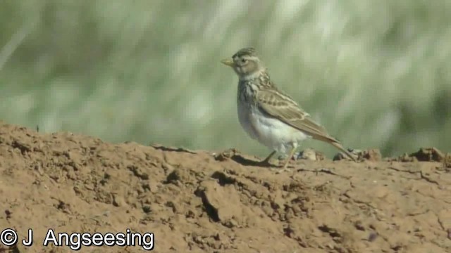 Mediterranean Short-toed Lark - ML200865151