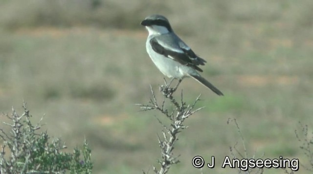 Alcaudón Norteño (grupo elegans) - ML200865191